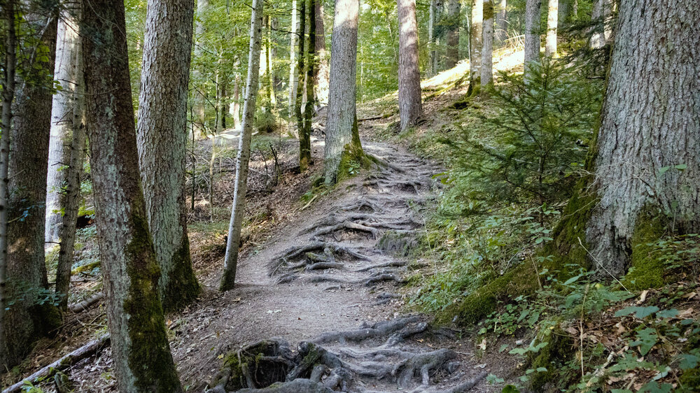 über einen Wurzelpfad von der Schattenmühle folgt man dem Wanderweg E1 und dem Schluchtensteig