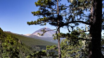 Ausblick zum Teide über die Corona Forestal während der Wanderung