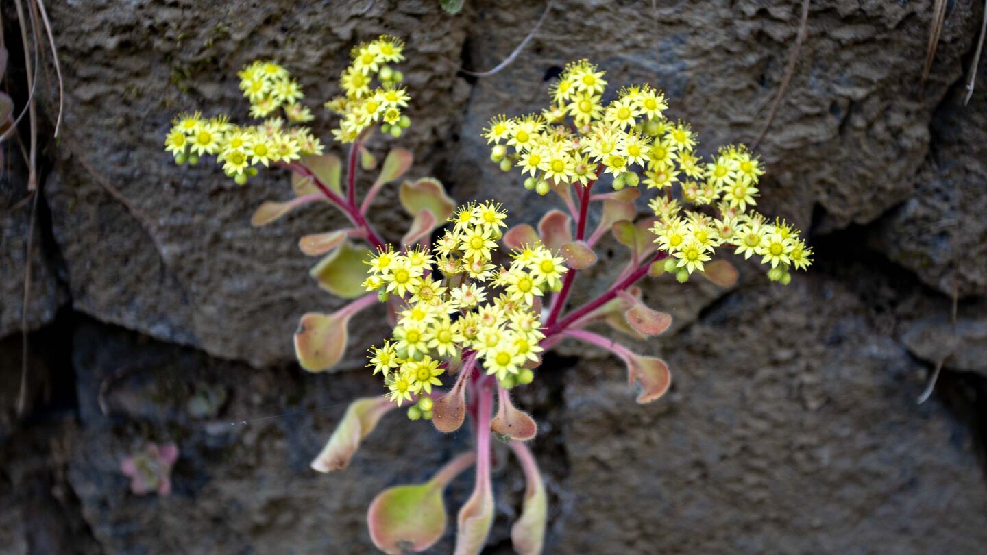 gelb blühendes Aeonium auf der Órganos-Wanderung