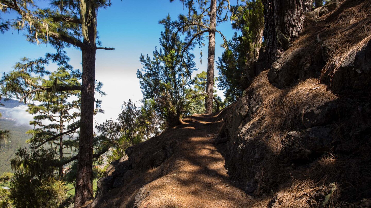 Wanderpfade durch den Kiefernwald der Corona Forestal auf dem Órganos Höhenwanderweg