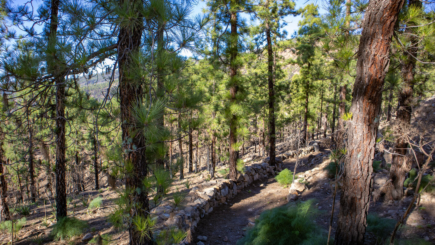 Wanderweg durch lichten Kiefernwald