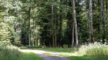 breiter Forstweg von Todtmoos nach Schwarzenbach