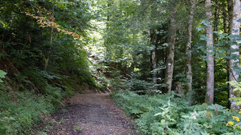 Waldwanderweg in die Wehraschlucht