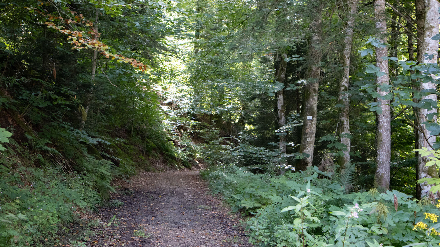 Waldwanderweg in die Wehraschlucht