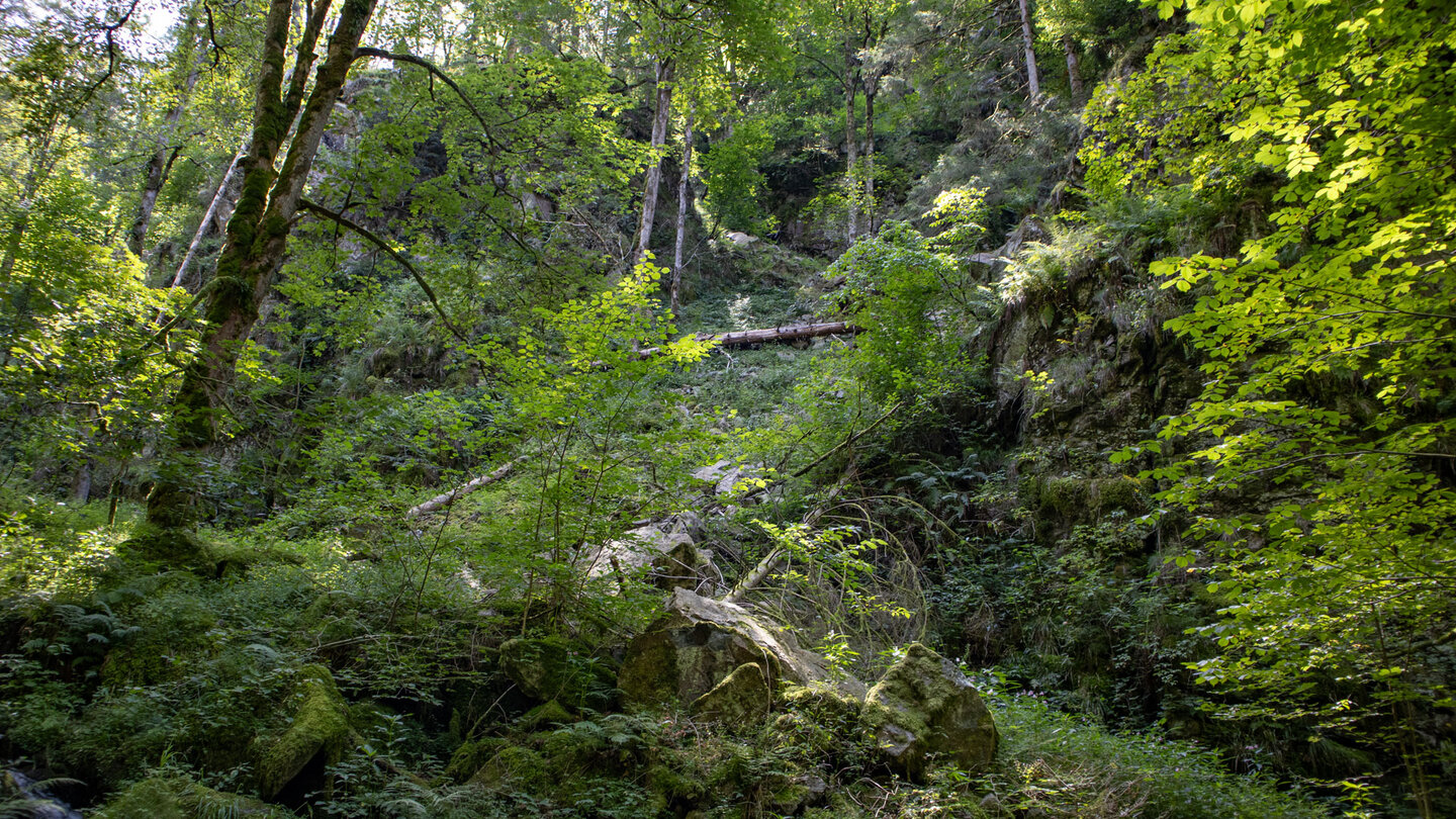 Wanderweg durch das Bannwaldgebiet in der Wehraschlucht