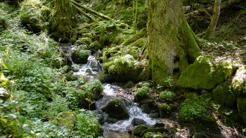 üppig grüne Vegetation am Hagenmattgraben