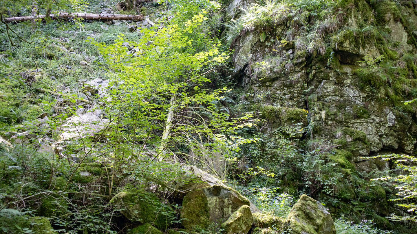 Felsformationen in der Wehraschlucht