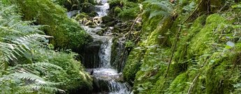 idyllischer Bachlauf am Hagenmattgraben