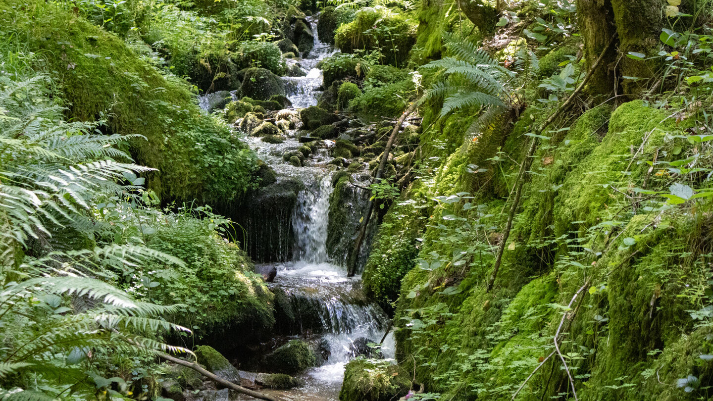 idyllischer Bachlauf am Hagenmattgraben