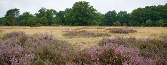 Impressionen entlang der Wanderung auf der Heideschleife bei Haverbeeke