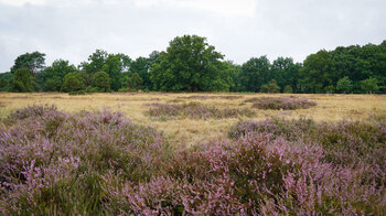 Impressionen entlang der Wanderung auf der Heideschleife bei Haverbeeke
