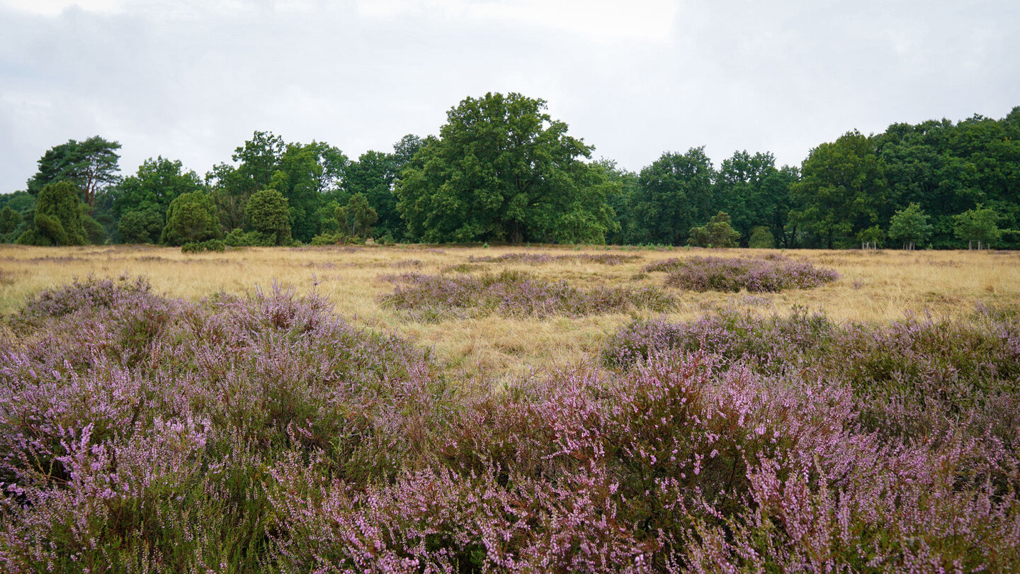 Landschaftsimpressionen entlang der Wanderung auf der Heideschleife bei Haverbeeke Impressionen entlang der Wanderung auf der Heideschleife bei Haverbeeke
