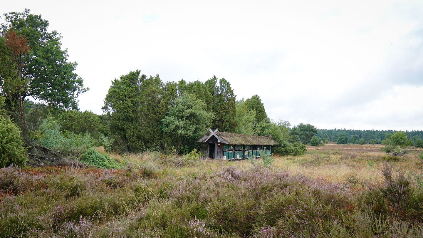 überdachte Bienenstöcke in der Lüneburger Heide Bienenstöcke in der Lüneburger Heide