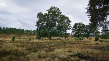 Heidelandschaft bei Haverbeeke