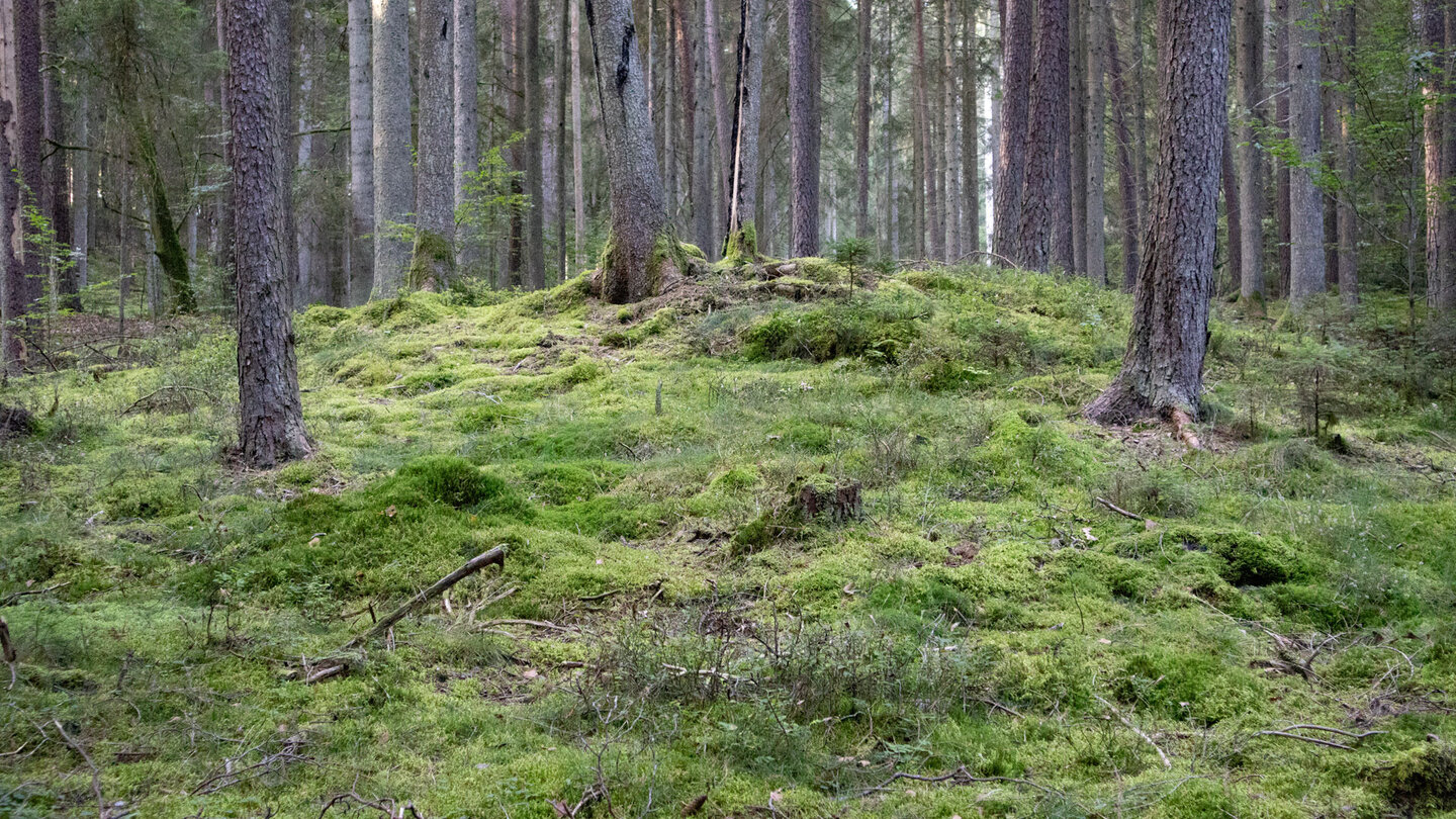 Moose bedecken den Waldboden entlang der Wanderroute