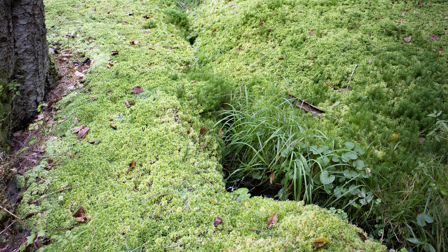 dicht mit Moosen bewachsener Bachlauf des Moosbach