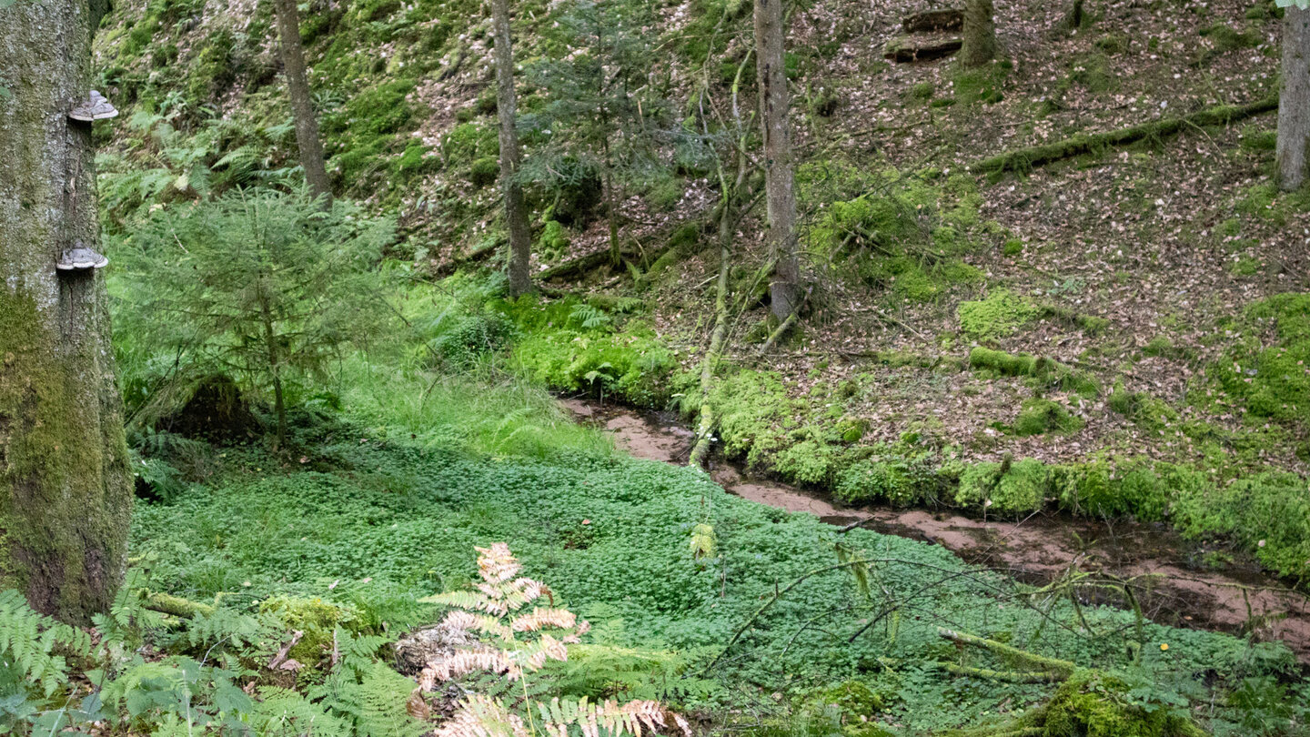 Wanderweg oberhalb des sandigen Bachlaufs des Moosbach