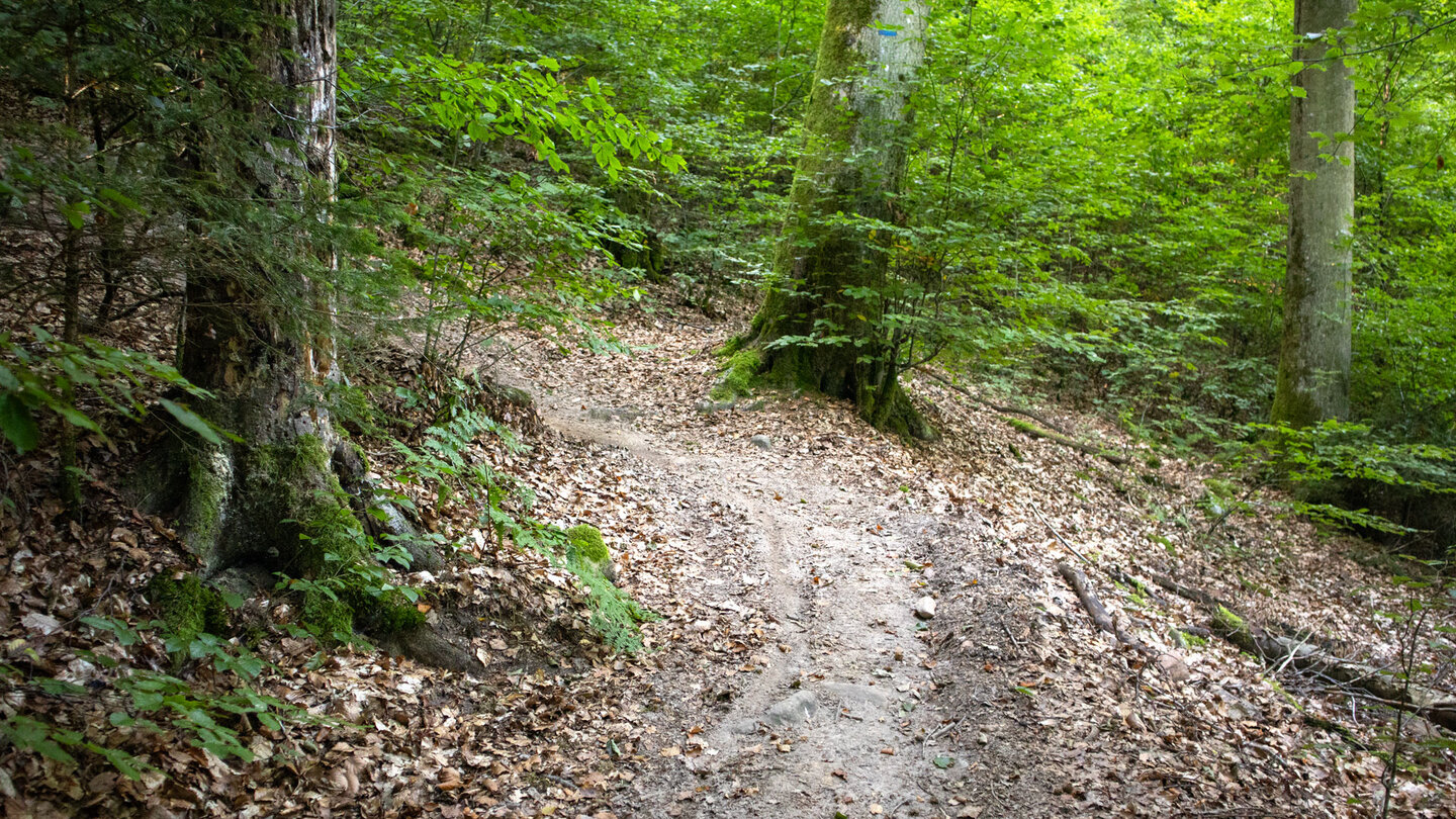 Wanderweg durch Buchenwald zum Felsmassiv Hohle Felsen