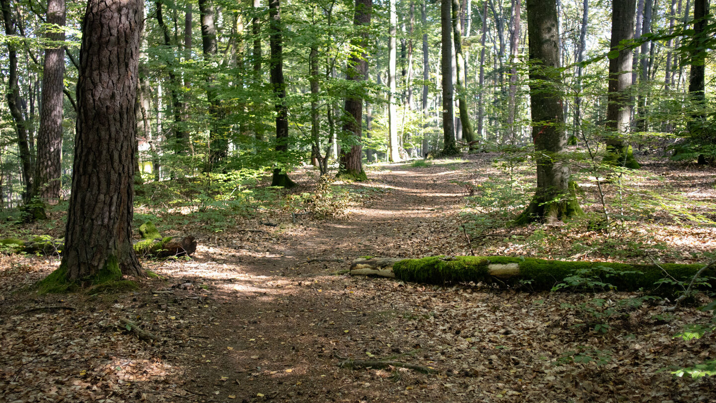 Wanderroute am Mückenplätzl