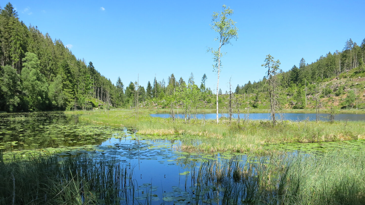 traumhafter Blick über den Huzenbacher See mit seiner artenreichen Vegetation
