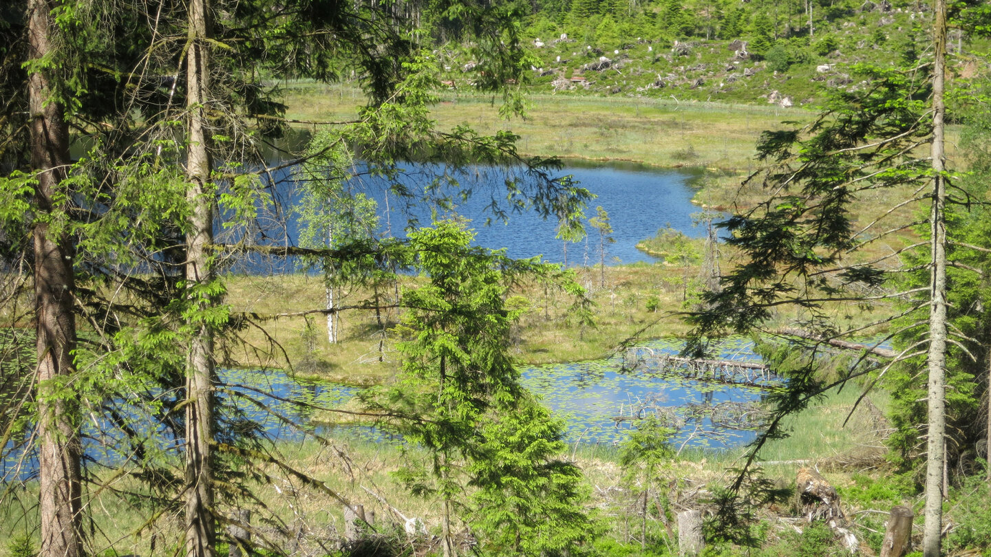 Blick durch den Randwald auf den Moorgürtel des Huzenbacher Sees