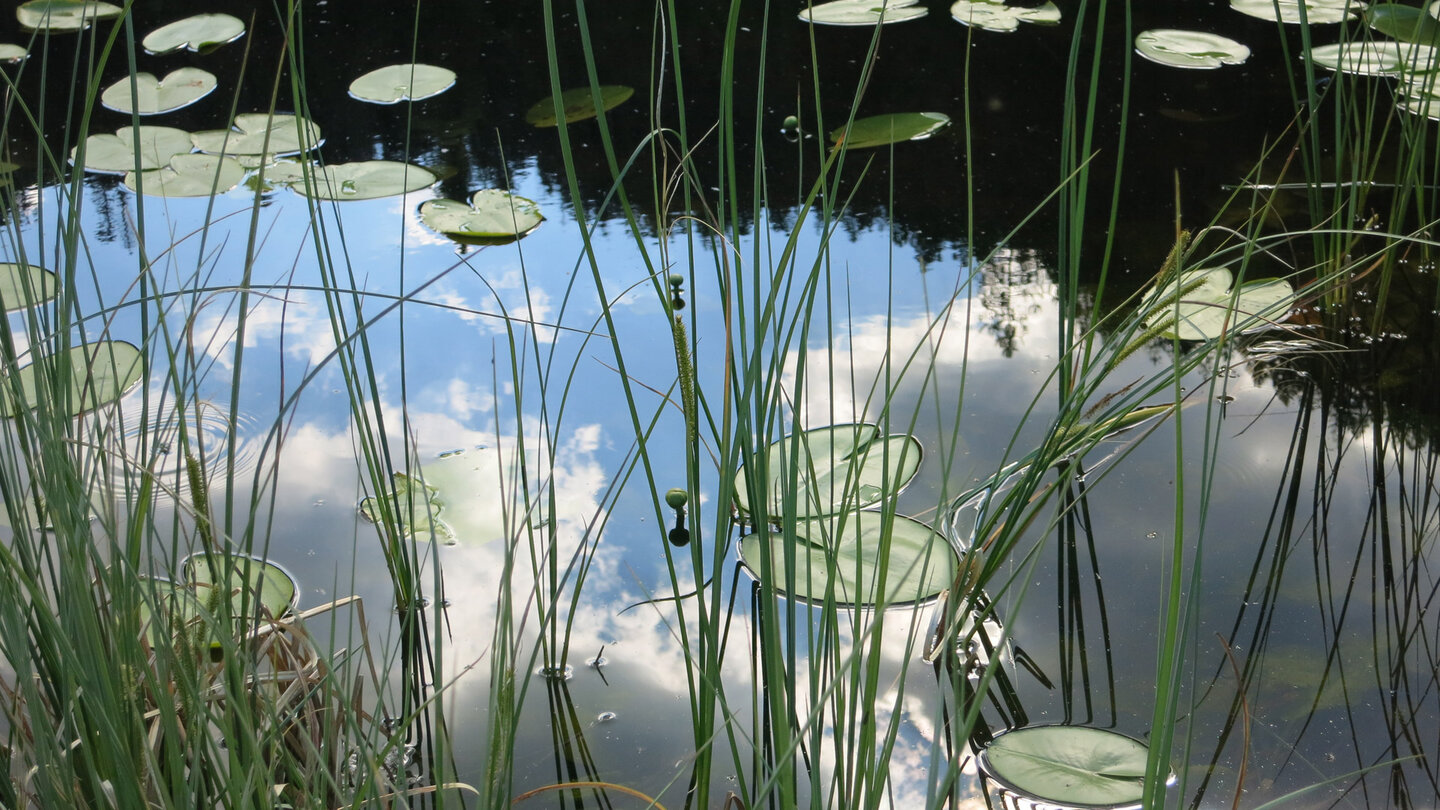 Teichrosen und Sumpfgras in der Wasserspiegelung am Huzenbacher See