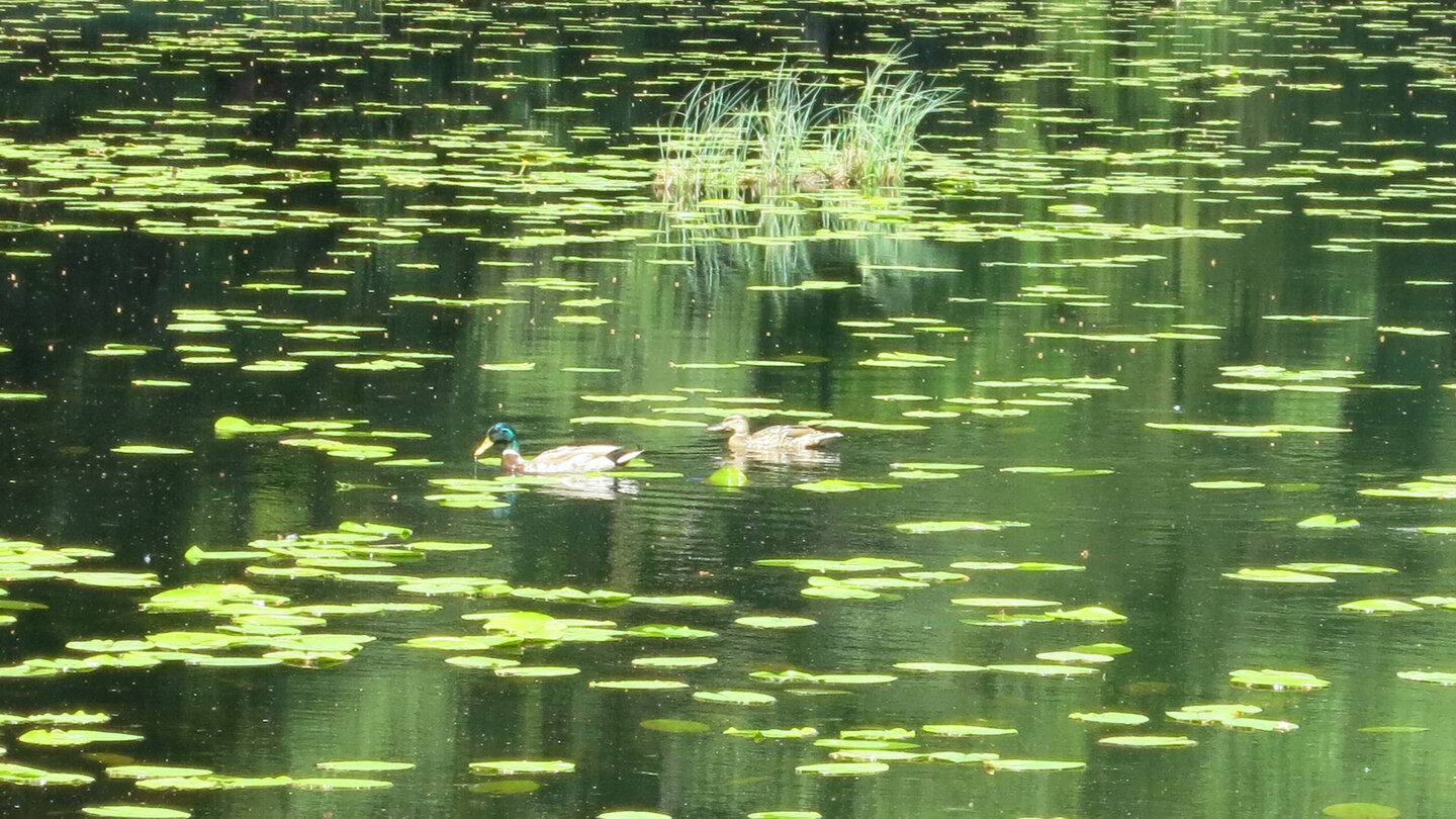 Stockentenpaar auf dem Huzenbacher See