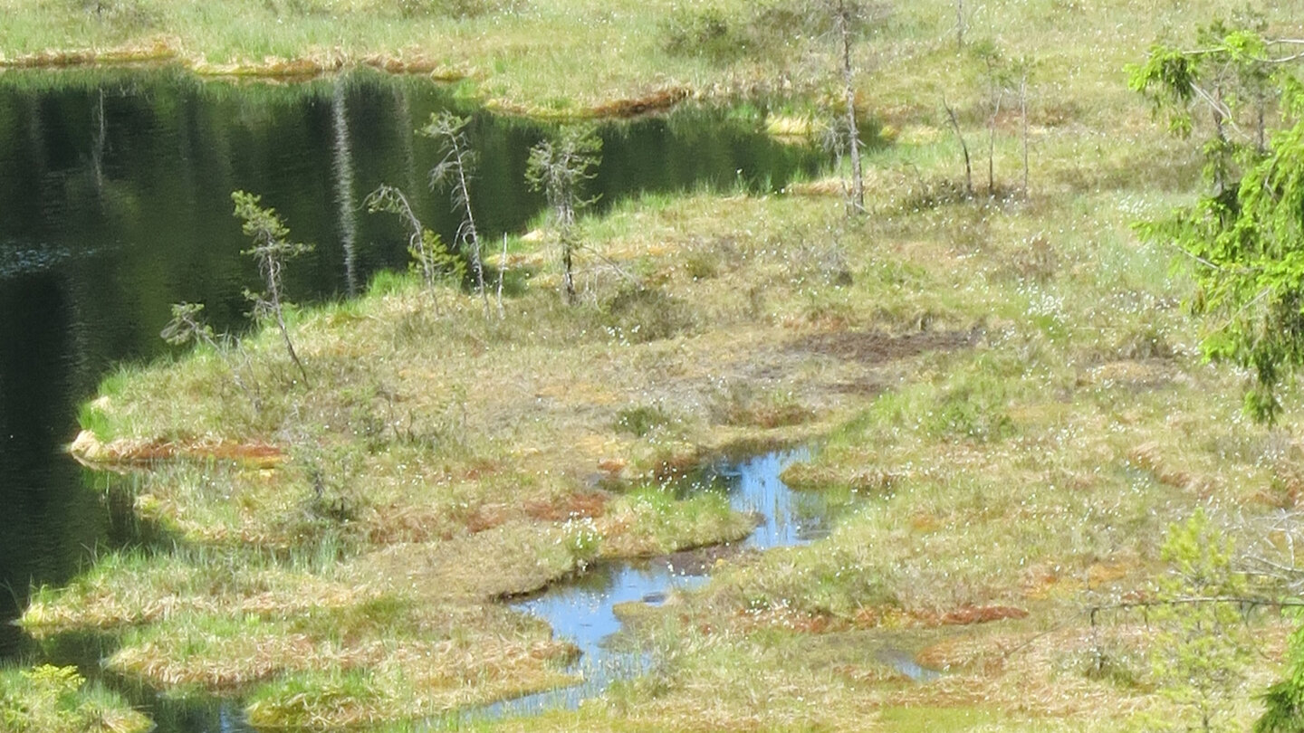 Schwingrasenflächen auf dem Huzenbacher See