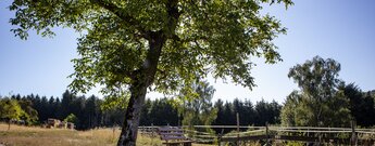 Ruheplatz oberhalb Vorderweidenthal