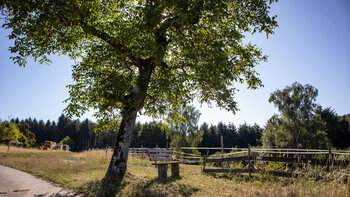 Ruheplatz oberhalb Vorderweidenthal