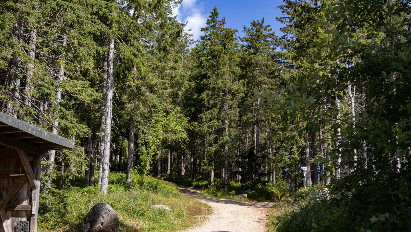 Wanderweg zwischen typischen Schwarzwaldtannen