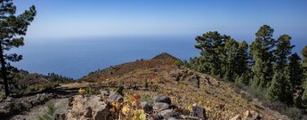 Ausblick vom Wanderweg PR-LP 12.1 über Weinberge und Kiefernwald auf den Atlantik