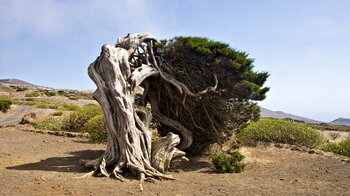 windgebeugter Sabinar-Baum