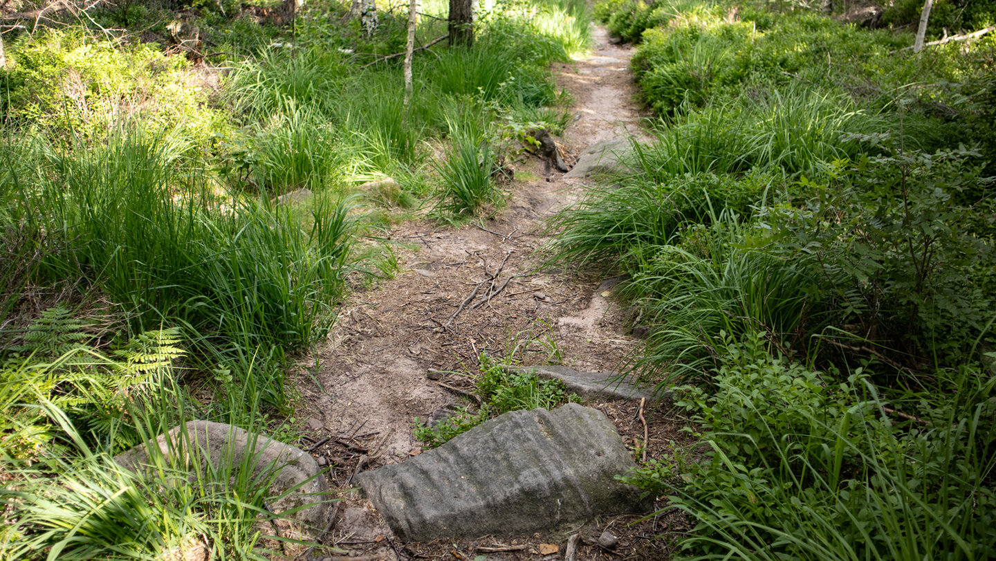 Wiesenpfad zwischen Langmartskopf und Teufelsmühle