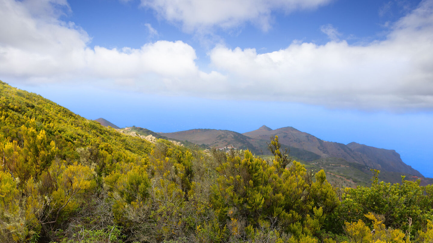 Blick Richtung Teno-Alto über Baumheide-Büsche