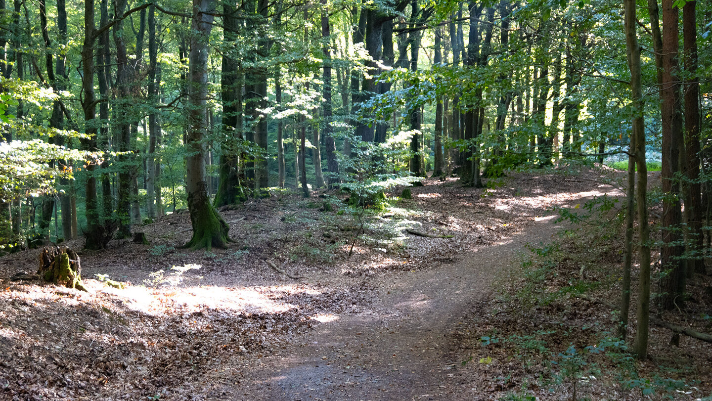 Dichter Mischwald auf der Bärensteig-Route Mischwald des Bärensteigs