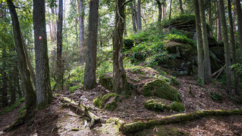 Geierstein auf dem Bärensteig