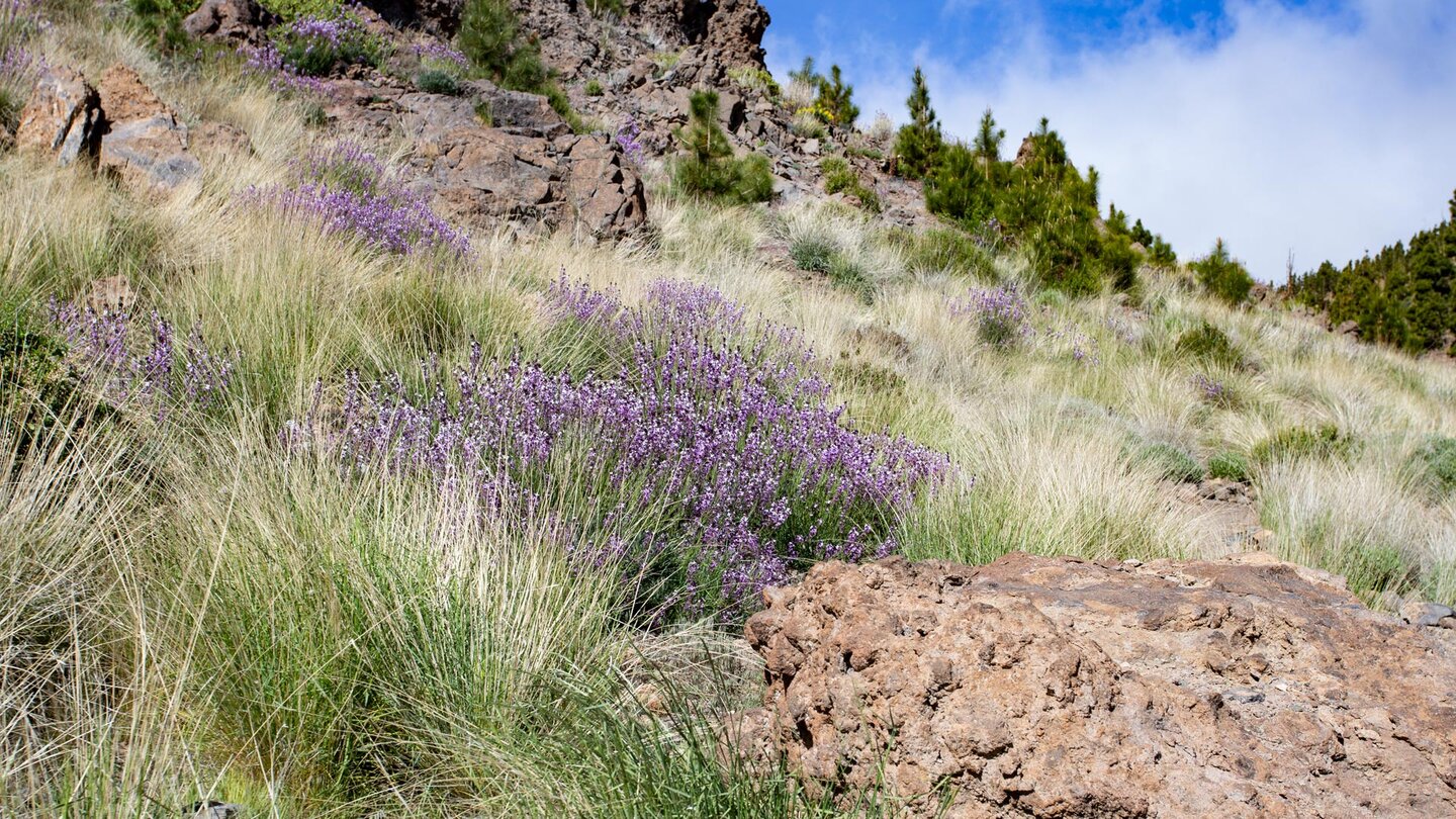 blühende Hochgebirgsvegetation mit Teide-Lack entlang des Wanderwegs