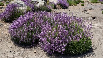 buschförmiger Teide-Lack in Blüte