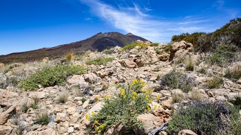 Wanderpfad über den Gipfel des Montaña el Cedro