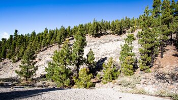 Kanarische Kiefern bei der Aufwanderung zum Montaña el Cedro