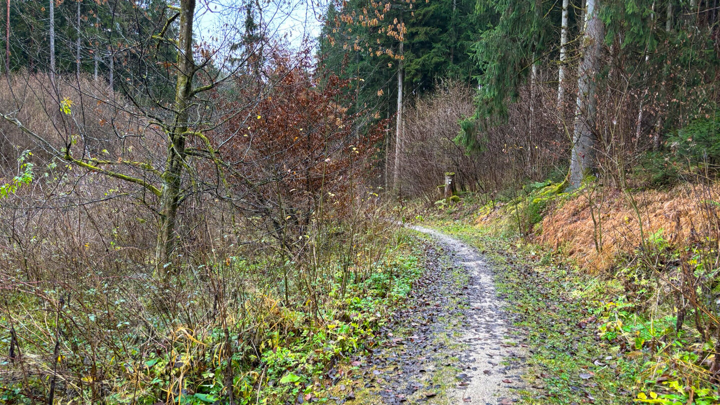 Waldweg zum Klumpertal
