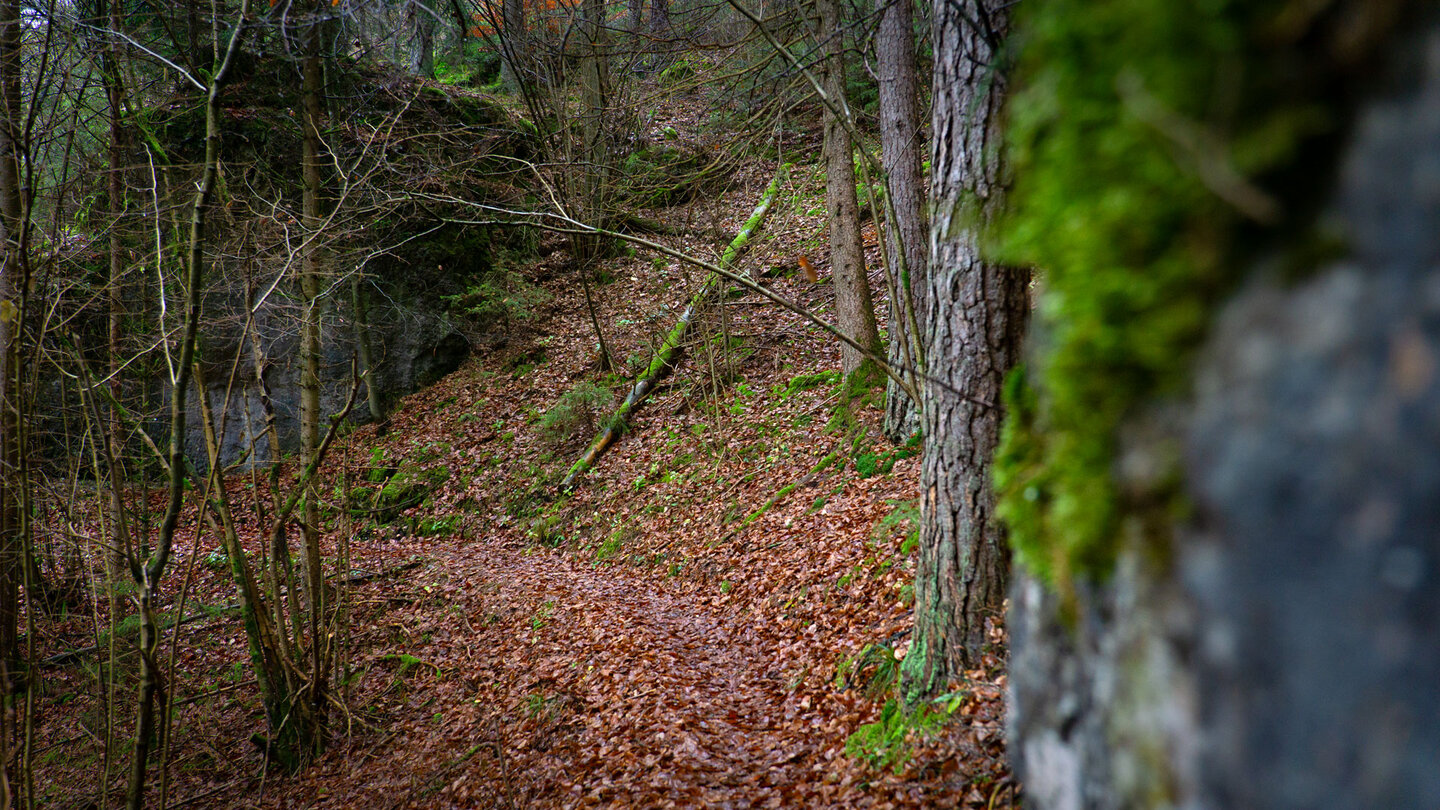 an bemoosten Bäumen führt der Weg zum Bronner Brummer