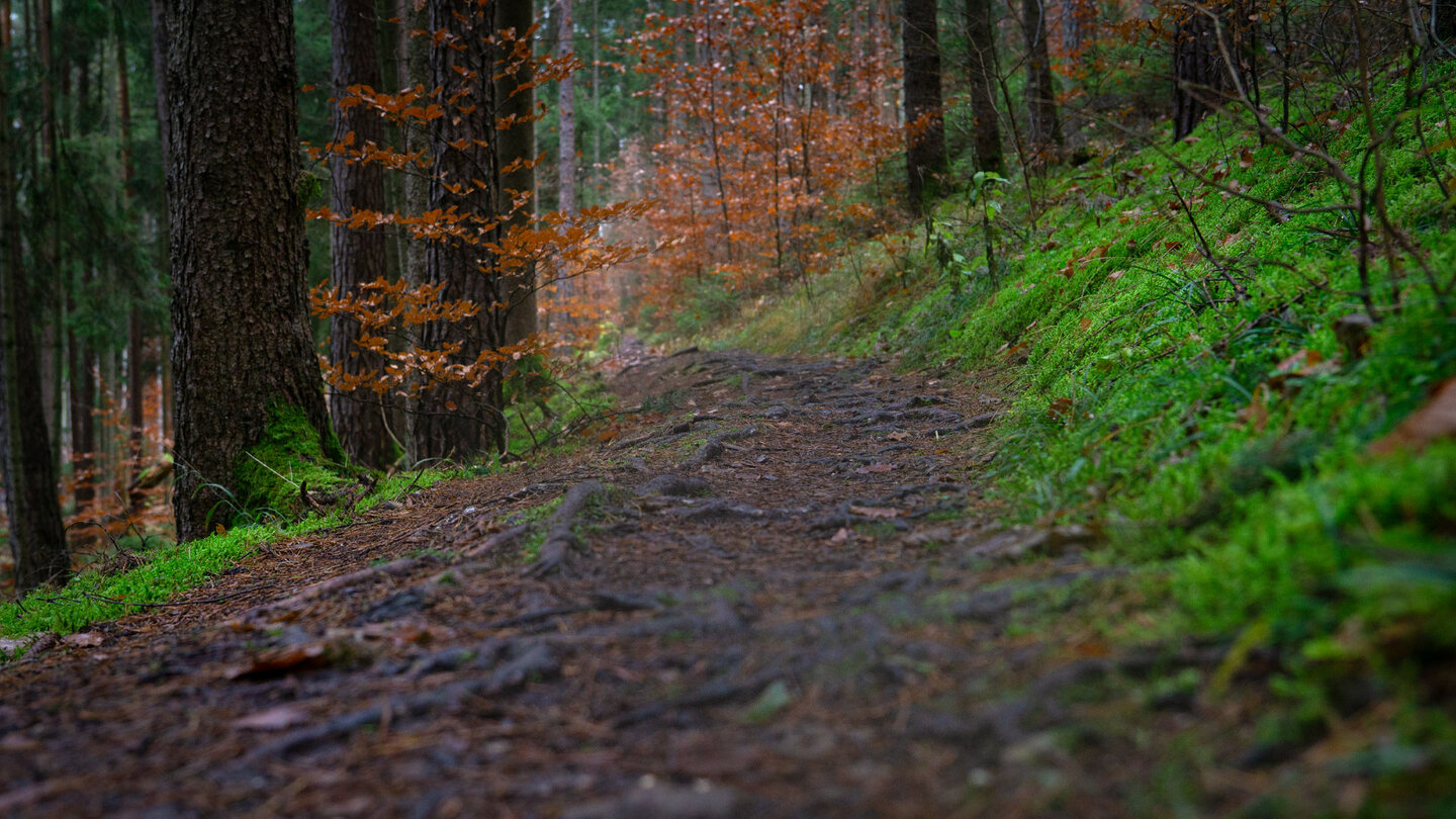 Pfad im Wald oberhalb des Klumpertals