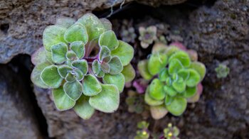 Aeonium-Pflanze im Verlauf der Wanderung