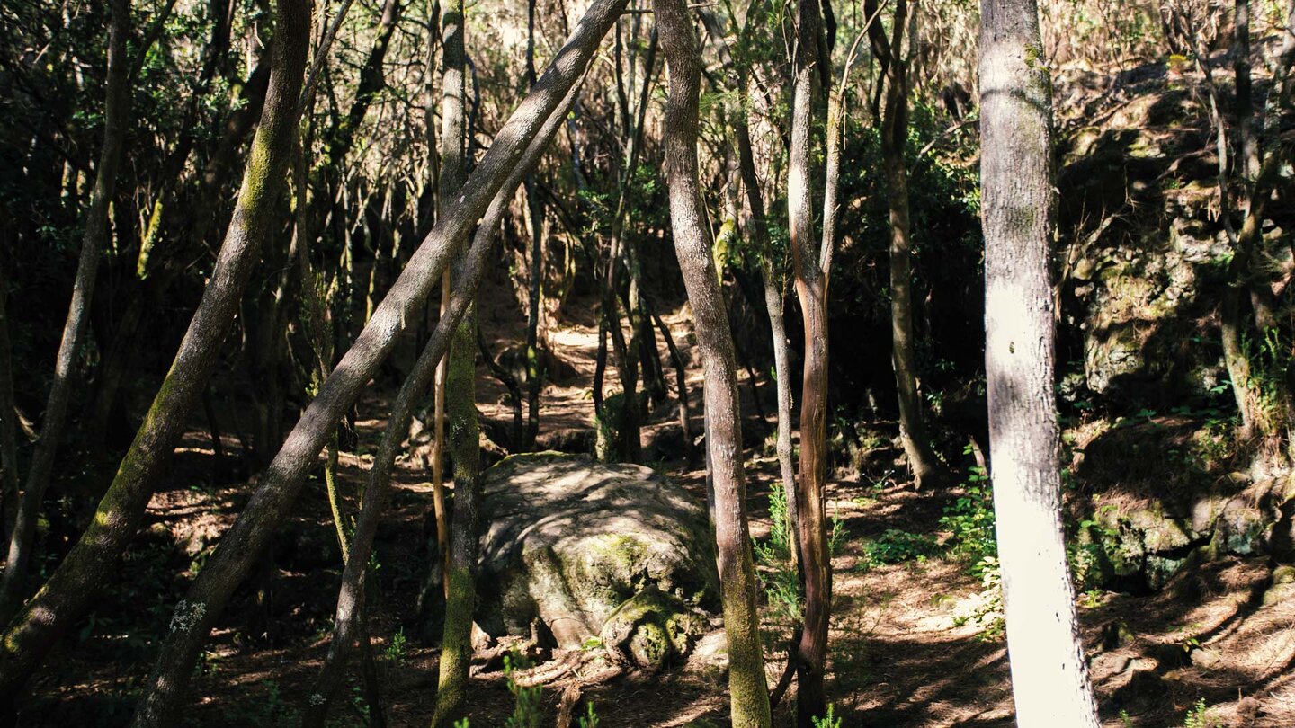 der Baumheide-Buschwald nahe des Rast- und Grillplatzes La Caldera