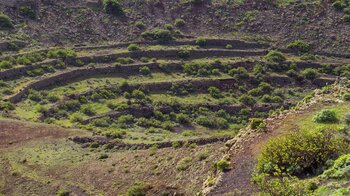mit Mauern terrassierte Hänge in den Kratern des Los Helechos auf Lanzarote