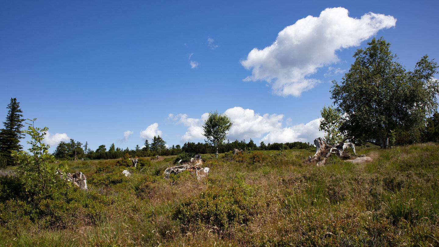Grindenlandschaften auf den Höhenlagen im Nordschwarzwald
