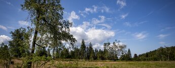 Grindflächen des Nationalparks Schwarzwald