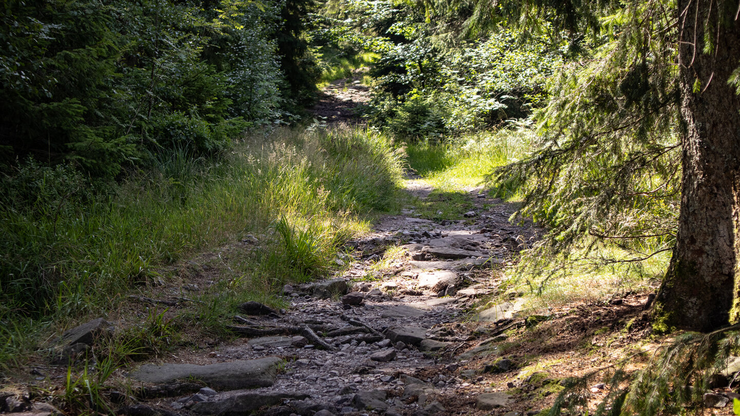 Wanderweg zum Steinernen Kreuz durch den dichten Nordschwarzwald
